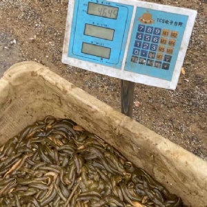 350vip浦京集团幼苗